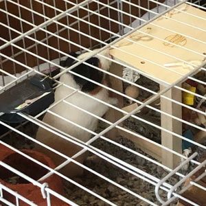 Friendly pet home and smoke free